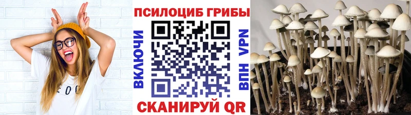 где купить наркоту  блэк спрут ссылки  Галлюциногенные грибы MAGIC MUSHROOMS  Волосово 